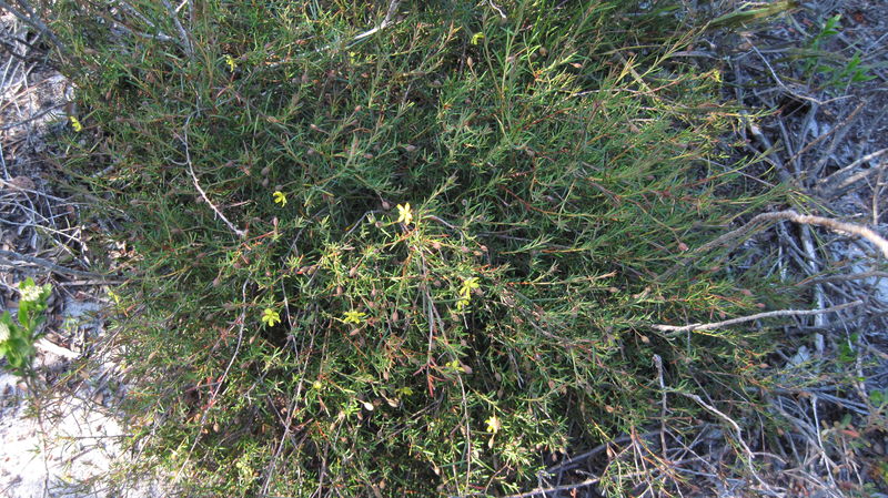 Hibbertia acicularis plant shape