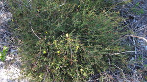 Hibbertia acicularis plant shape