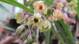 Cymbidium suave flowers 