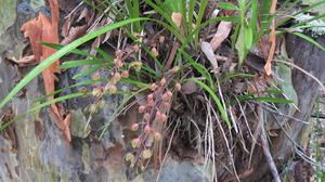 Cymbidium suave plant shape