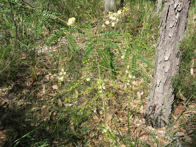 Acacia terminalis branch