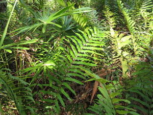 Blechnum ambiguum