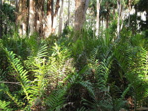 blechnum ambiguum