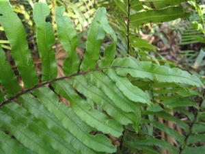 Blechnum ambiguum frond