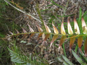 Blechnum ambiguum new growth