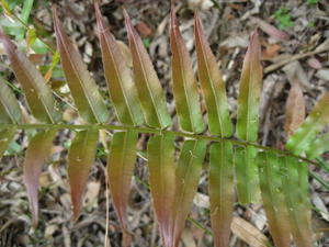 Blechnum ambiguum new growth