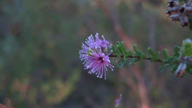 Kunzea capitata flower