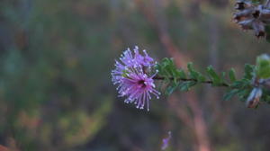 Kunzea capitata flower