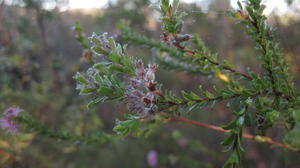 Kunzea capitata hairy leaves, stems and fruit