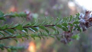 Kunzea capitata leaves and fruit