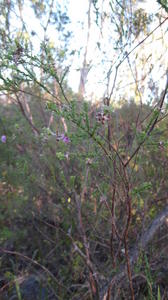 Kunzea capitata plant shape