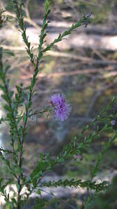 Kunzea capitata flower