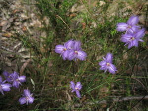 Thysanotus tuberosus plant shape