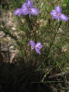 Thysanotus tuberosus plant shape