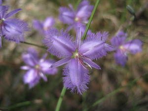 Thysanotus tuberosus flowers