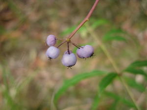 Polyscias sambucifolia - Elderberry Panax