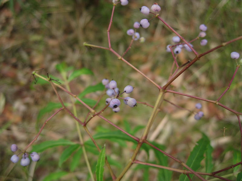 Polyscias sambucifolia fruit