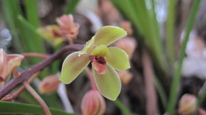 Green flowers