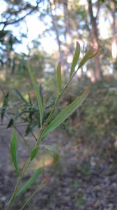 Daviesia mimosoides new growth