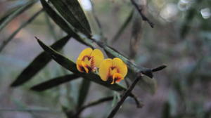 Daviesia mimosoides flowers