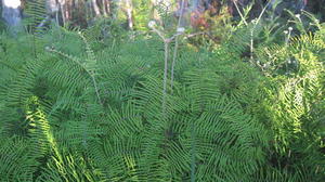 Gleichenia dicarpa - Coral Fern