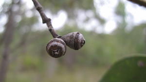 Eucalyptus fibrosa fruit