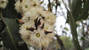 Eucalyptus fibrosa flower head