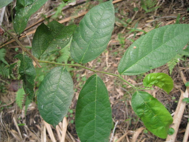 Ficus coronata small branch