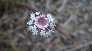Trachymene incisa flower