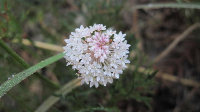 Trachymene incisa flower