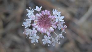 Trachymene incisa flower