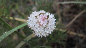 Trachymene incisa - Wild Parsnip