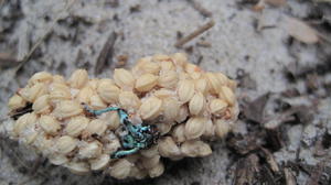 Leucopogon parviflorus scat with seeds from inside fruit