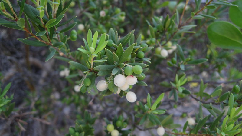 Leucopogon parviflorus ripe fruit