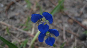 Commelina cyanea flowers