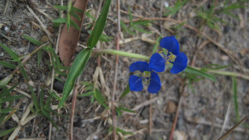 Commelina cyanea flowers