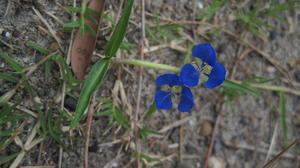 Commelina cyanea flowers