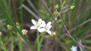 Samolus repens flower