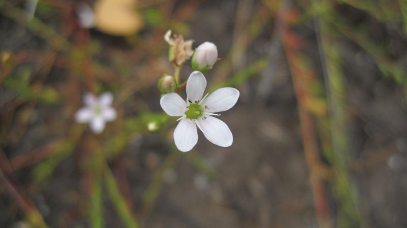 Samolus repens flower