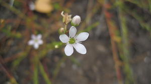 Samolus repens flower