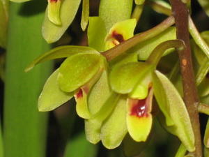 Cymbidium suave flowers