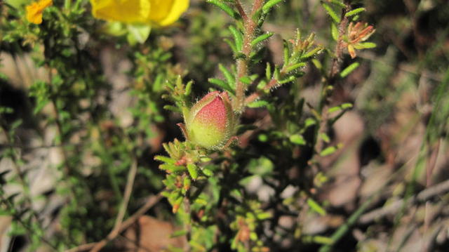 Hibbertia serpyllifolia terminal bud, glistening hairs