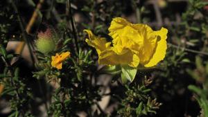 Hibbertia serpyllifolia bud flower and leaves