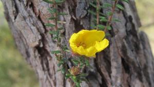 Hibbertia serpyllifolia flower