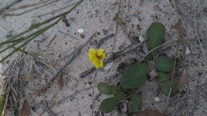 Goodenia fordiana plant shape