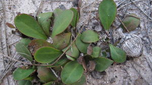 Goodenia fordiana plants