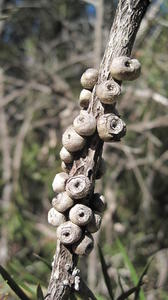 Callistemon linearis globular fruit