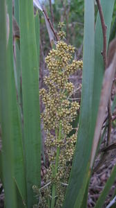 Lomandra longifolia 