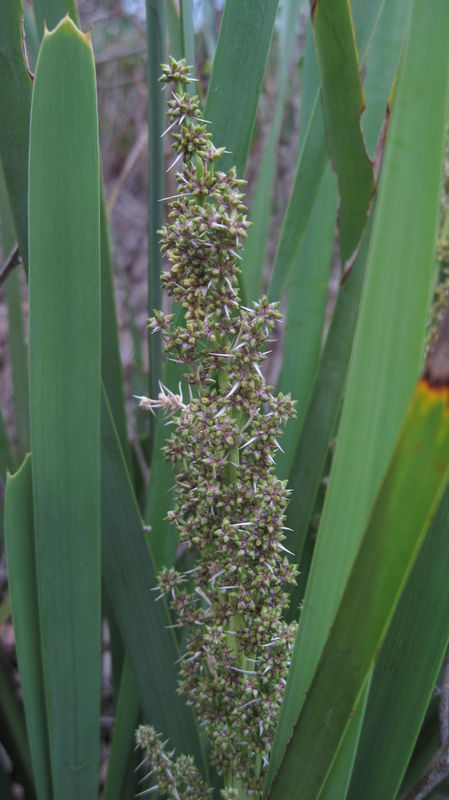 Lomandra longifolia 