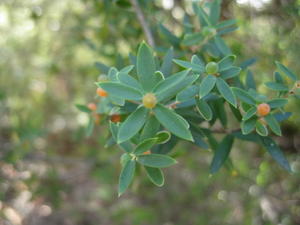 Monotoca elliptica fruit